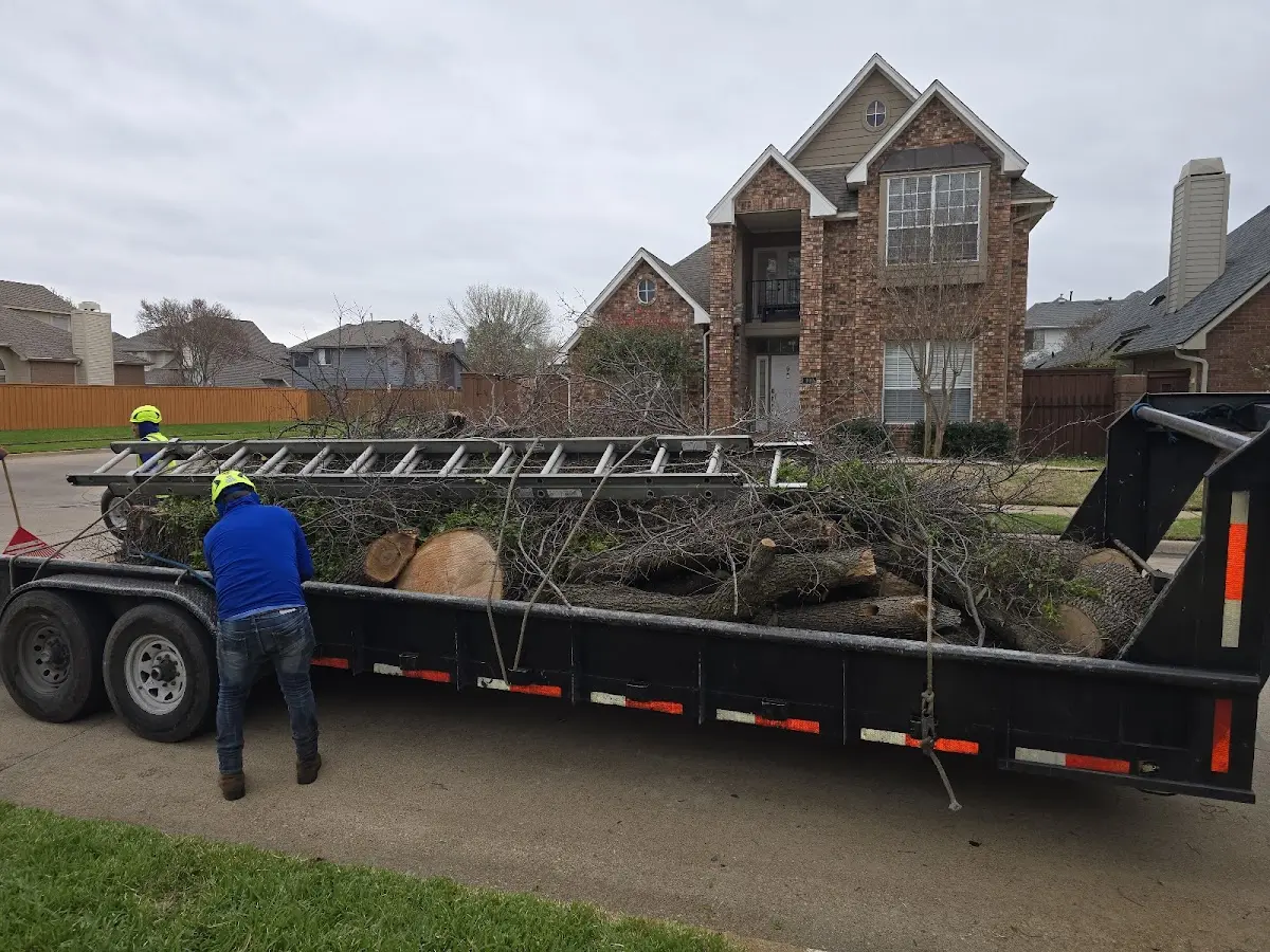 Expert Tree Removal with proper safety equipment in Magazine